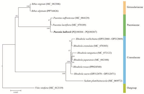 Comprehensive Analysis of the Complete Mitochondrial Genome of Paeonia ...