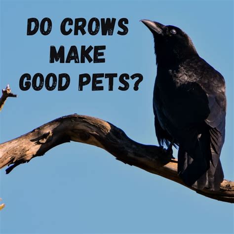 Pet Crow
