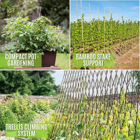 AQS INTERNATIONAL 2ft-7ft Professional Large Bamboo Canes Strong Heavy ...