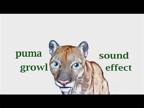 Puma Sounds 的图像结果