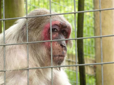 Monkey World (Wareham) - 2020 What to Know Before You Go (with Photos ...