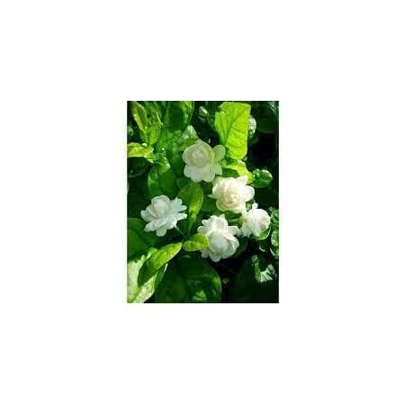 Hari Giver Garden™ Jasmine Flower Plant Rare Arabian Mogra Fragrant ...