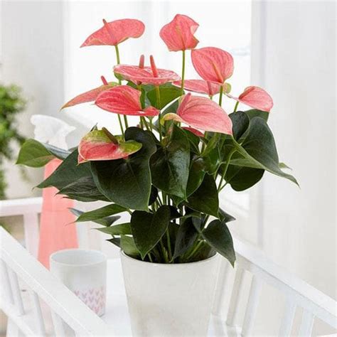Top 10 Indoor Plants To Fit for Every Corner of Your Home | Nurserylive
