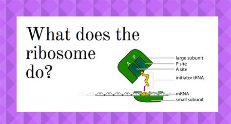 Image result for Ribosomes Function Simple