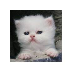 foto gatti persiani cuccioli allevamento cuccioli gatto persiano shorthair foto gatti persiani cuccioli allevamento cuccioli gatto persiano shorthair
