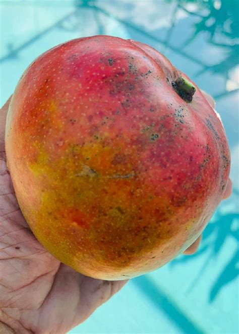 Image result for Dwarf Mango Tree