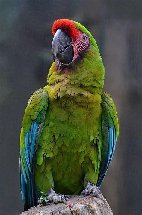 Download Red, Blue, And Green Parrot HD Wallpaper | Wallpapers.com