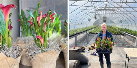 Indoor Calla Lily Care - Rooted Flowers