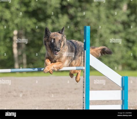 Belgian Shepherd Malinois jumping over an agility hurdle on a dog ...