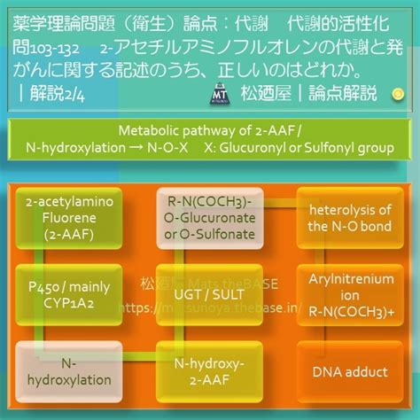松廼屋｜論点解説 薬剤師国家試験対策ノート問103-132【衛生】論点：代謝 / 代謝的活性化 | 松廼屋 Mats.theBASE
