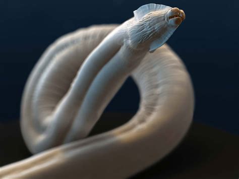 Helminths | Haverford Global Impacts