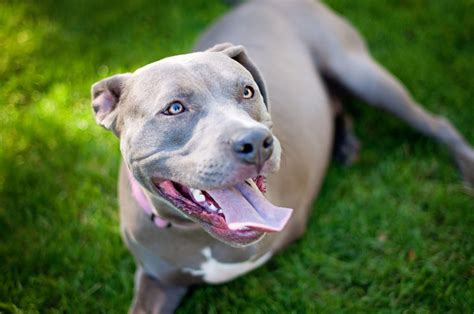 What Is The Longest Animal Name? | Pet Reader