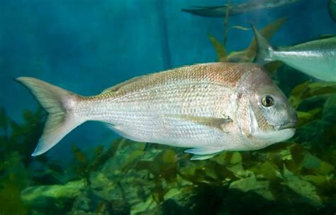 Image result for Snapper Animal