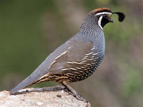 Where To Find The California Quail: A Guide To Its Natural Habitat