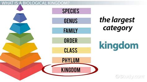 Image result for Five Kingdoms of Life Examples