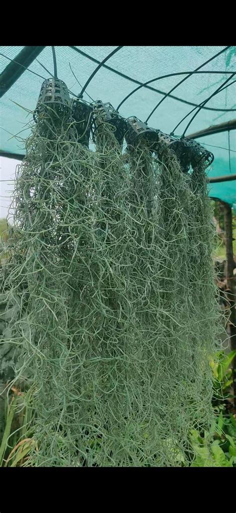 Air Plant Spanish Moss (10-15 cm) – Gardenpro Store