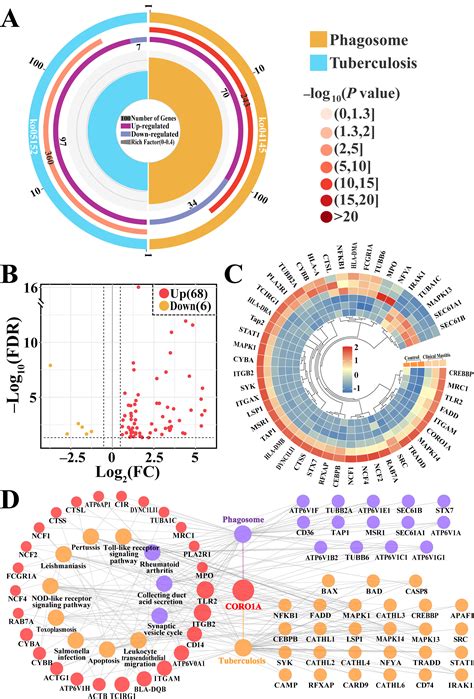 Role of CORO1A in Regulating Immune Homeostasis of Mammary Glands and ...
