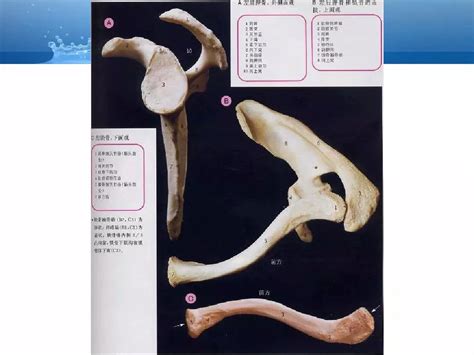 经典国产解剖书 | 火星网－中国数字艺术第一门户