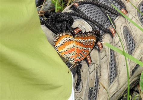 Cethosia biblis tisamena | Butterfly