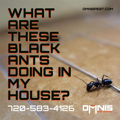 What Are These Black Ants in My House? - OMNIS Pest Control