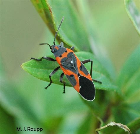 Bugs in orange and black: A spooky Halloween trick or treat for ...