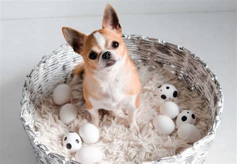 Image result for Egg Shells for Dogs