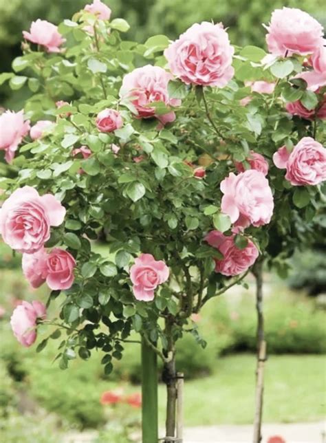 Rezultat imagine pentru Pollen Tree Falling