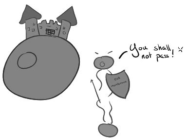 Passive Transport and Active Transport across a Cell Membrane - Biology ...