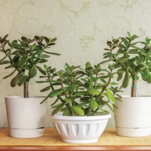 Ugaoo Crassula Ovata Jade Plant with Self Watering Pot (Good Luck Feng ...