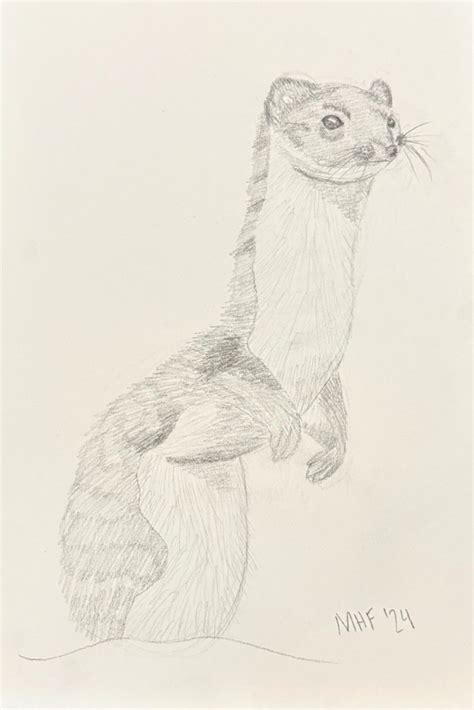 Easy Realistic Animal Drawings For Beginners