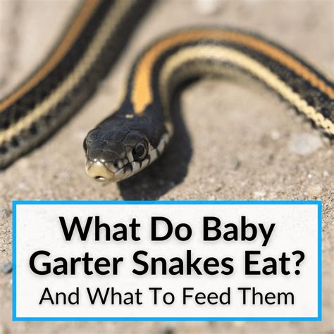 Pet Garter Snake Food at David Daigle blog