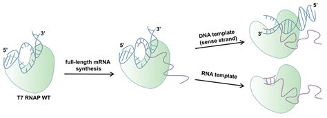 Effective Synthesis of mRNA during In Vitro Transcription with Fewer ...