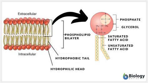 Plasma membrane - Definition and Examples - Biology Online Dictionary