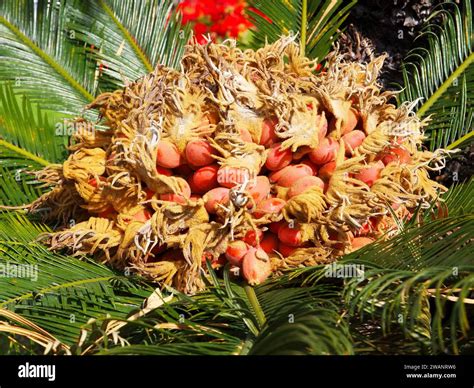 Sago Palm Fruit Sago Palm Cycas Revoluta 5 Seeds – R&B Floridaseeds