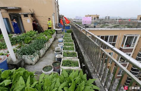楼顶种菜自制种植箱,最实用楼顶菜园图,种菜木箱_大山谷图库