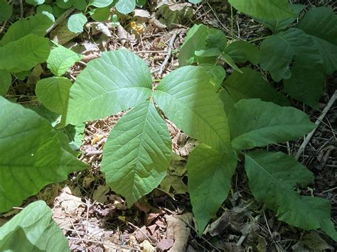 How To Identify Poison Ivy Plant