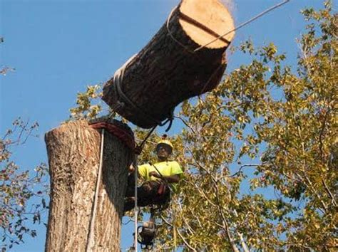 Image result for KERF Cut Tree Felling