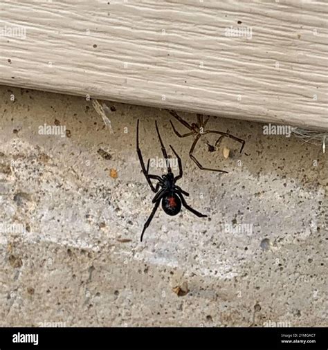 Western Black Widow (Latrodectus hesperus Stock Photo - Alamy
