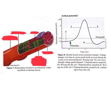 Image result for Skeletal Muscle Action Potential Graph