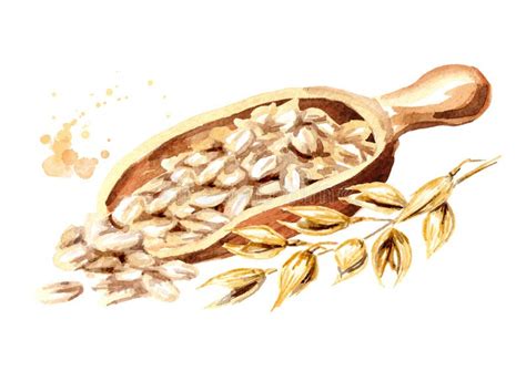 Avoine Stock Illustrations, Vecteurs, & Clipart – (8,619 Stock ...