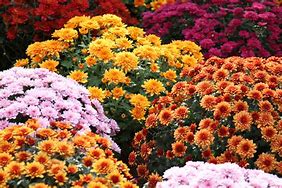 Image result for chrysanthemi