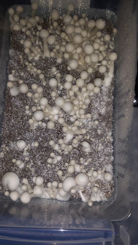 "Boredoms not a burden anyone should bare"~ Manyard. This is a little ...