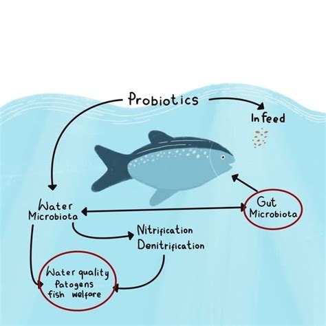 Probiotics Have the Potential to Significantly Mitigate the ...