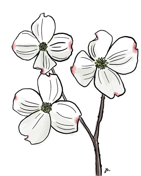 Dogwood Watercolor - North Carolina State Flower (digital Download) - Etsy