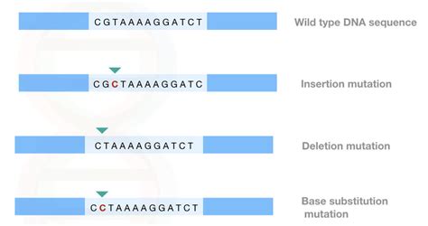 Image result for Point mutation Causes