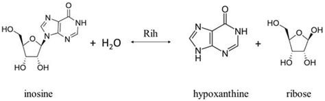 Ribonucleoside Hydrolases–Structure, Functions, Physiological Role and ...