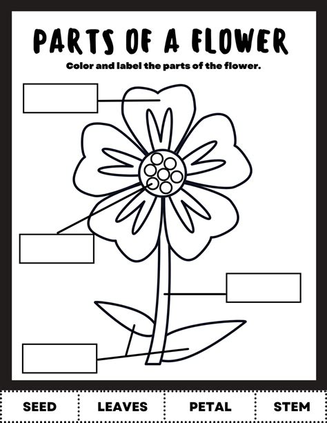 Plant Activity: Color, Cut & Label Pretend Play Grocery, Play Grocery ...