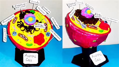 Image result for Cell Model Project