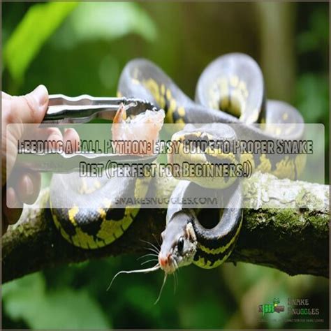 Feeding Baby Ball Python 的图像结果
