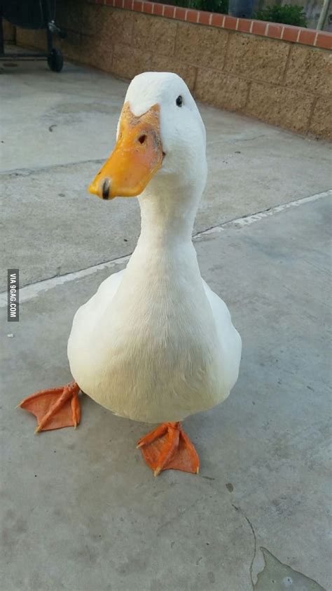 Image result for Duck Number Code in Python Using Count